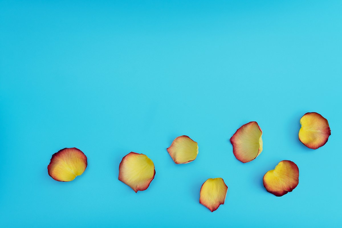 Yellow-red petals of rose on blue background example image 1