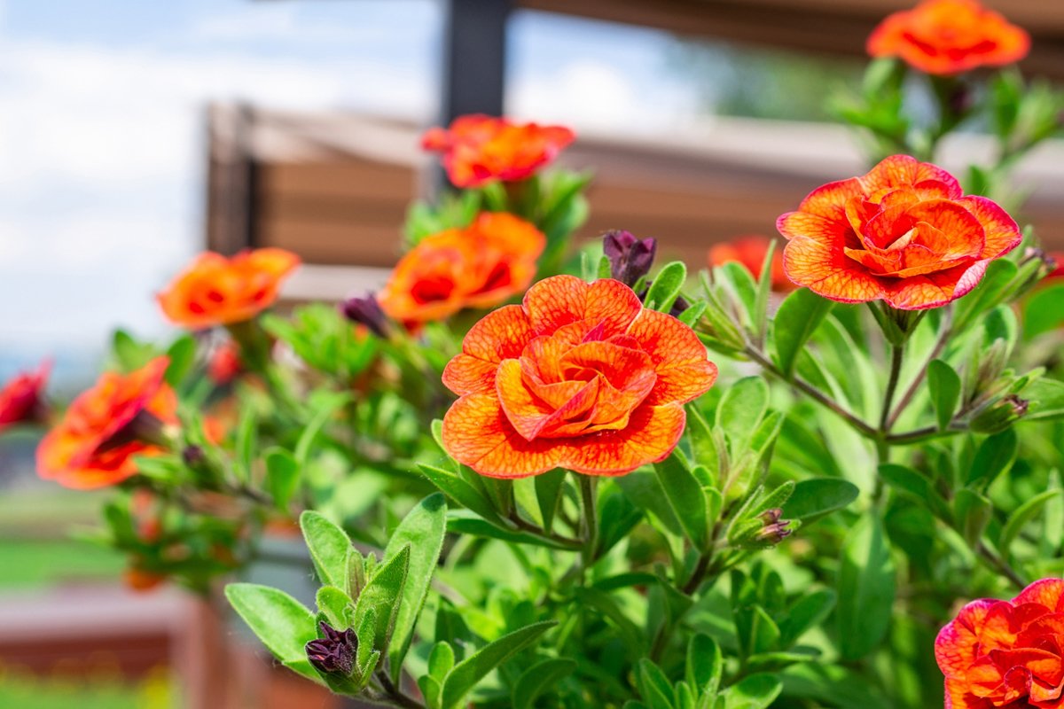 Calibrachoa flower in bloom example image 1
