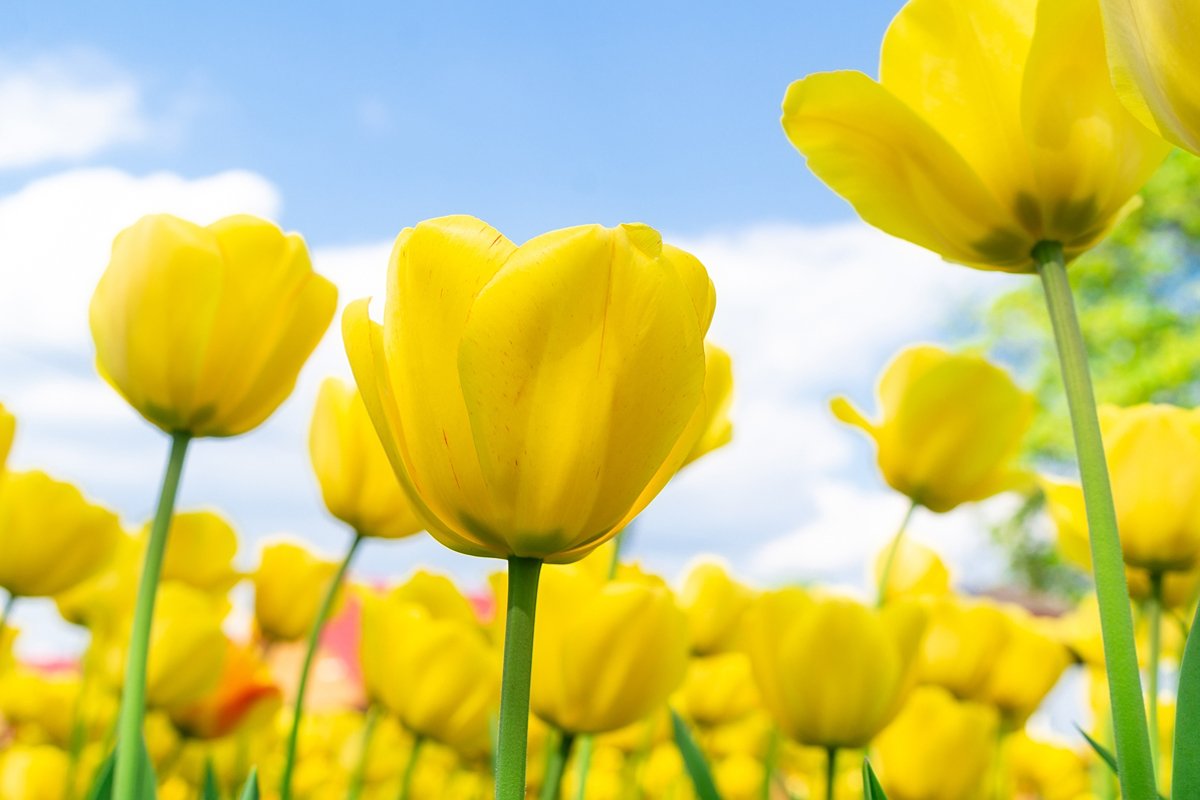 Yellow tulips close up background example image 1