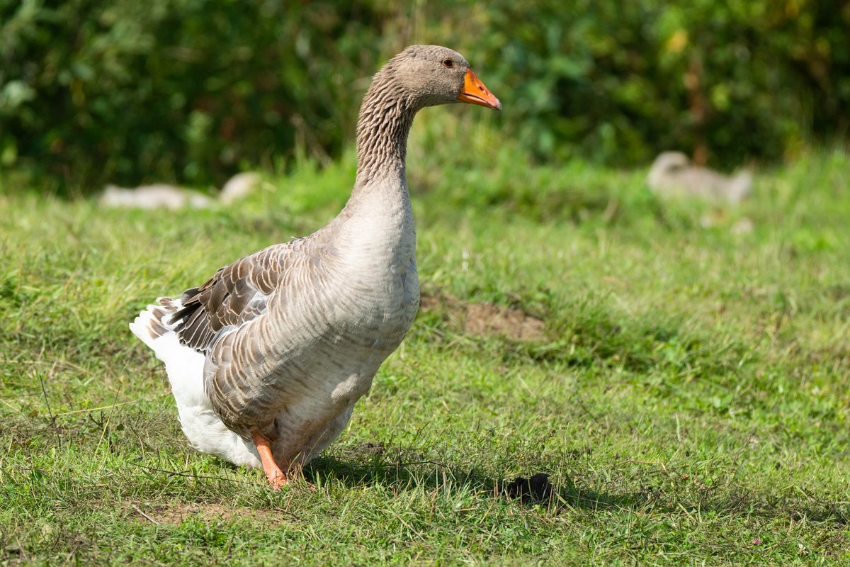 goose on grass example image 1