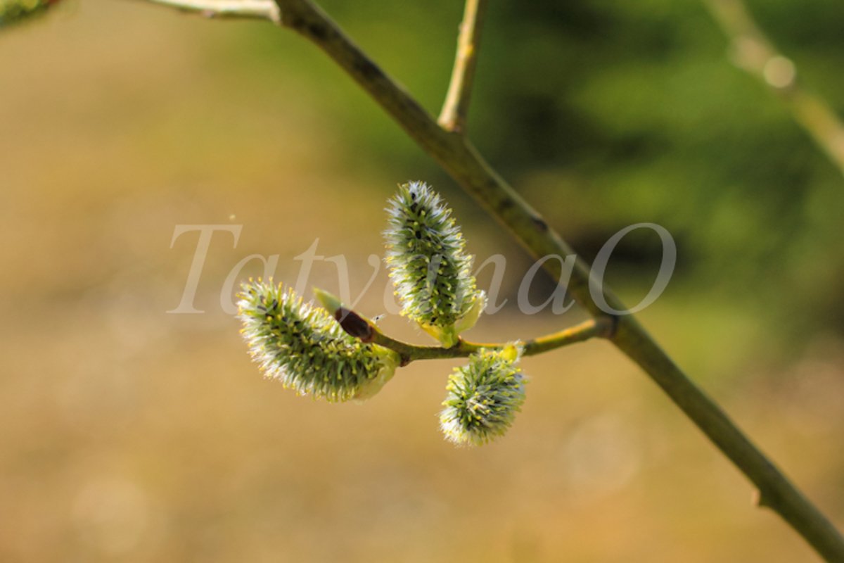 Willow branches with fluffy catkins, buds, flowers. example image 1