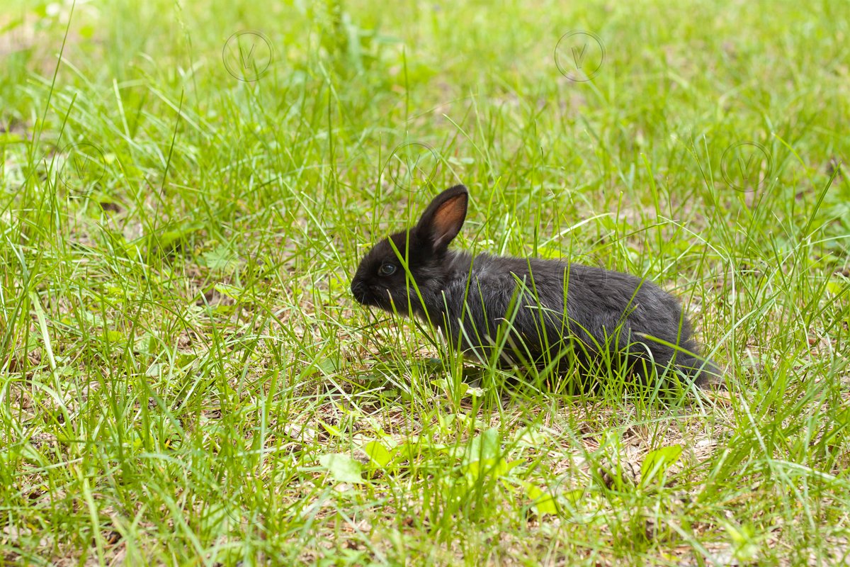 Little black rabbit in green grass example image 1