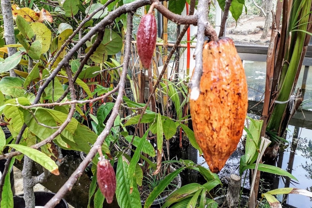 Nature photos Cacao Tree example image 1