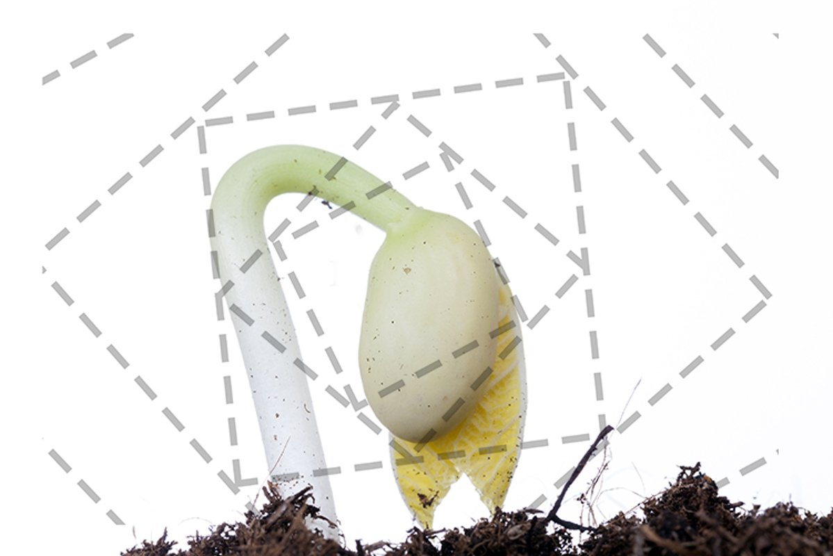 one young green bean example image 1
