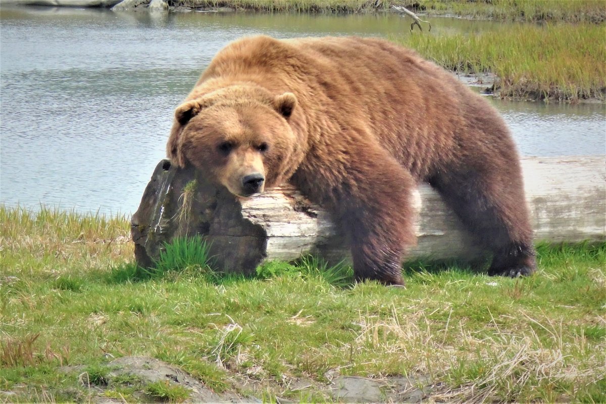 Majestic grizzly and black bears in Alaska example image 1