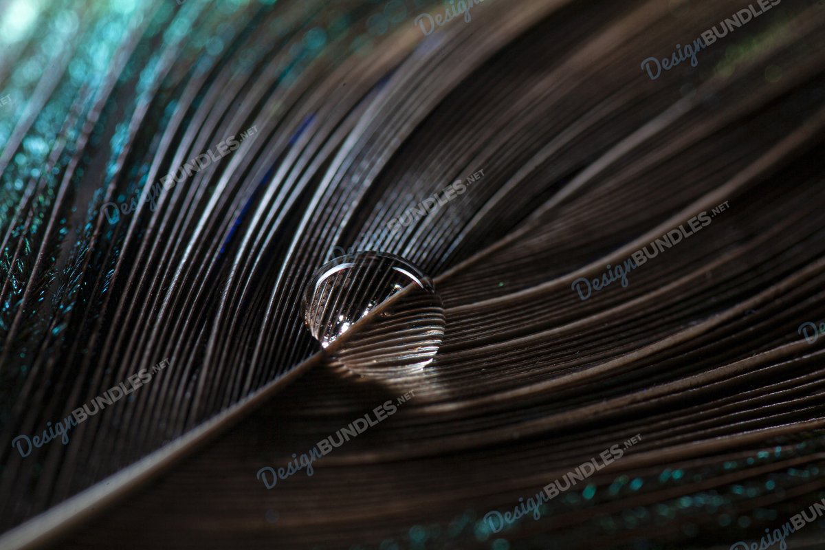 Stock Photo - Water drop on bird feather example image 1