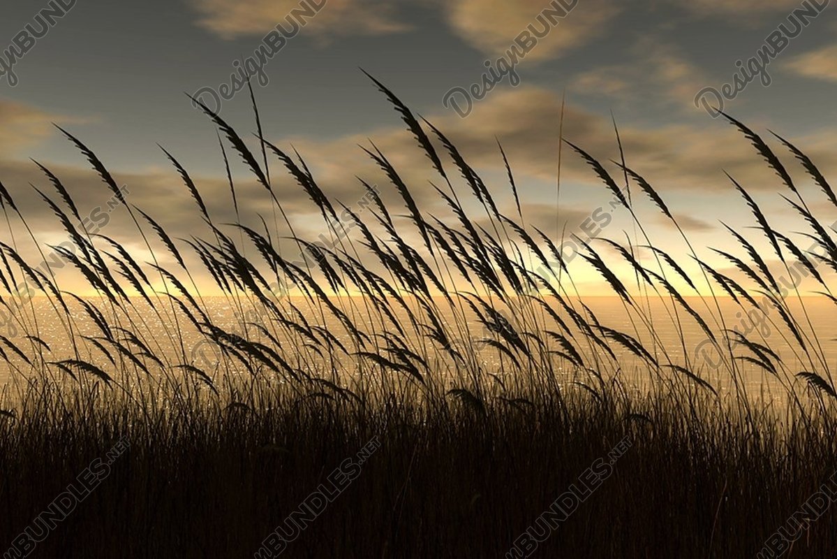 Stock Photo - Close-Up Of Wheat Field Against Sky At Sunset example image 1