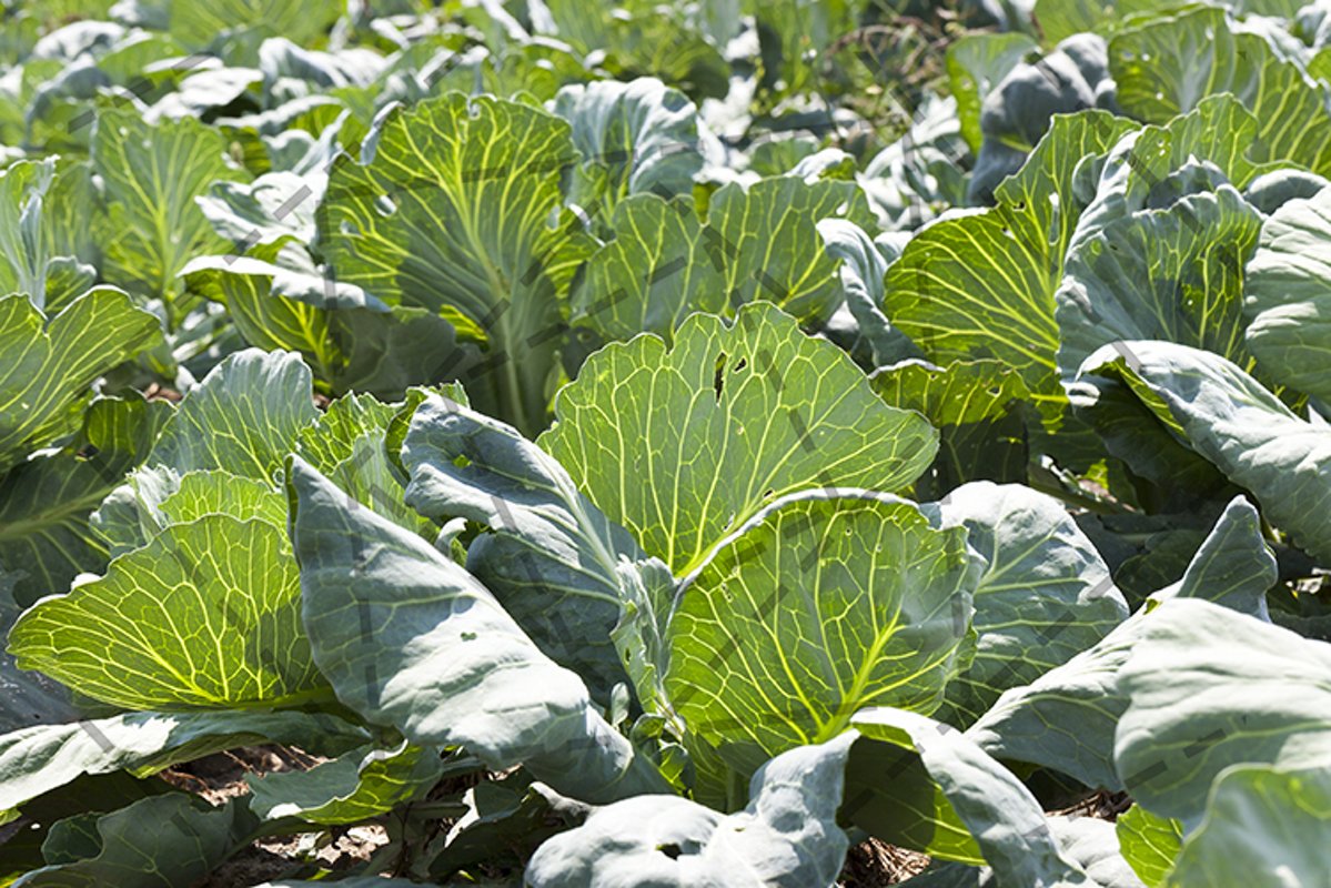 green cabbage example image 1