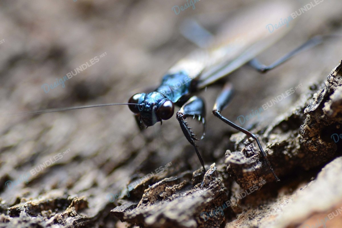 Stock Photo - Macro Shot Of Insect example image 1