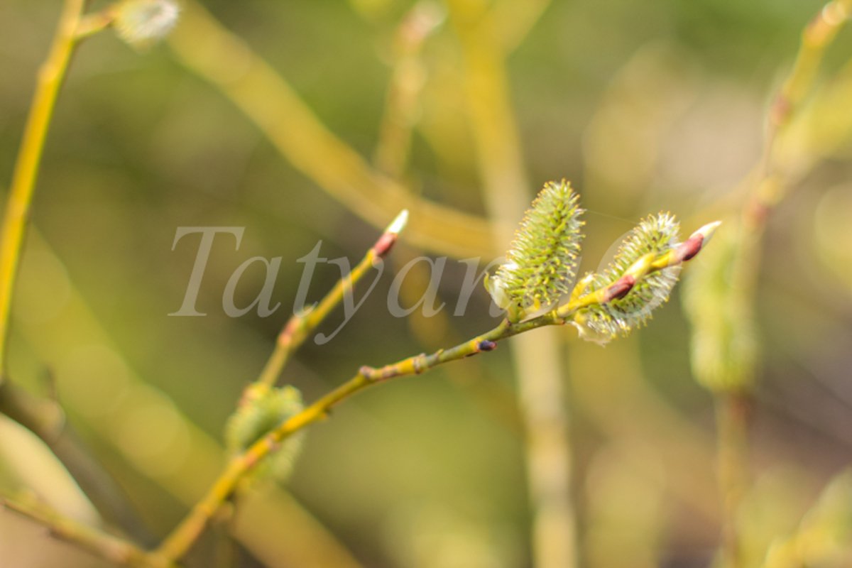 Willow branches with fluffy catkins, buds, flowers. example image 1