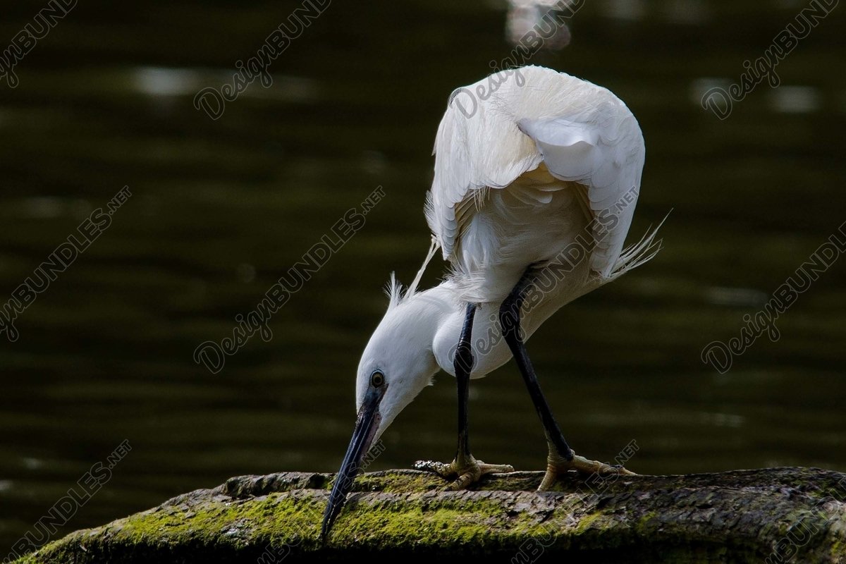 Stock Photo - white egrets shot from behind example image 1