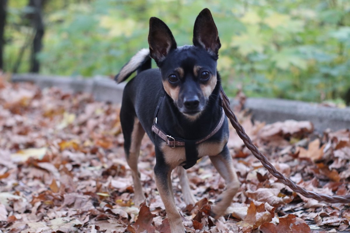 portrait of black dog without breed example image 1