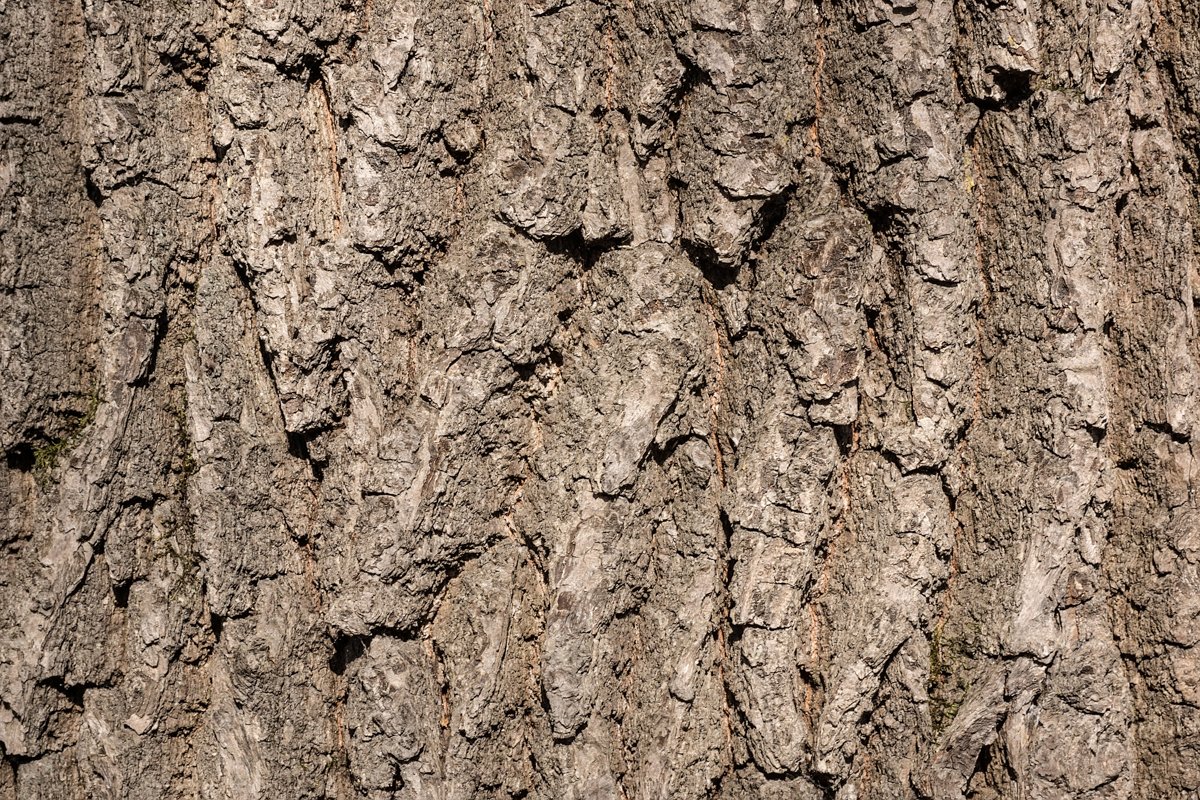 Tree bark texture example image 1