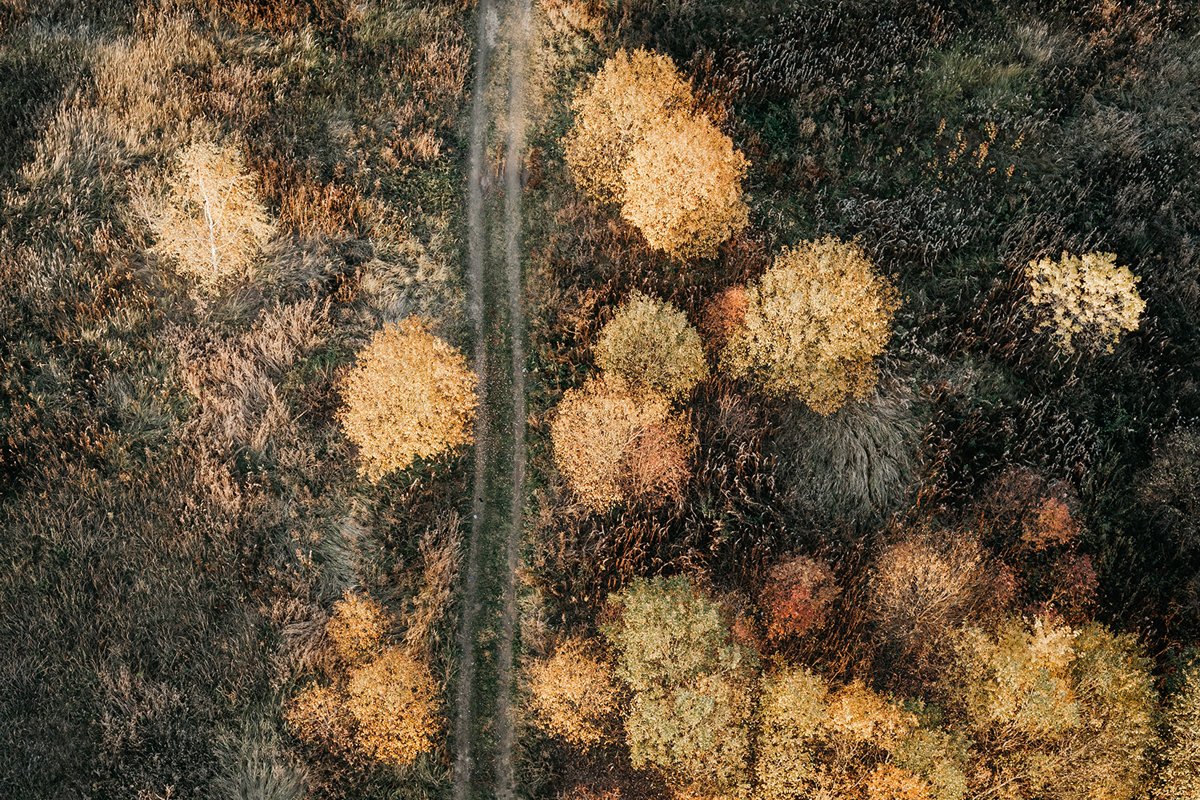 Top view of a field with trees. example image 1
