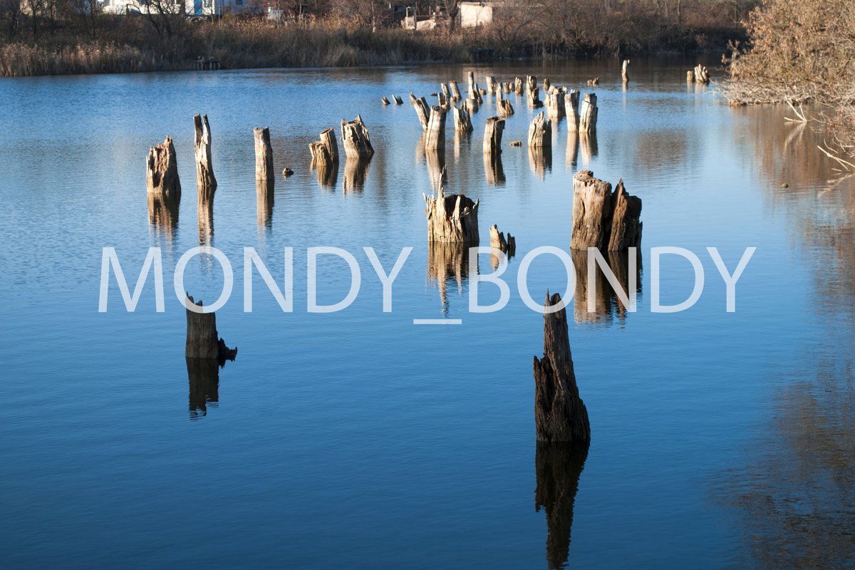 Dry trees in the water example image 1