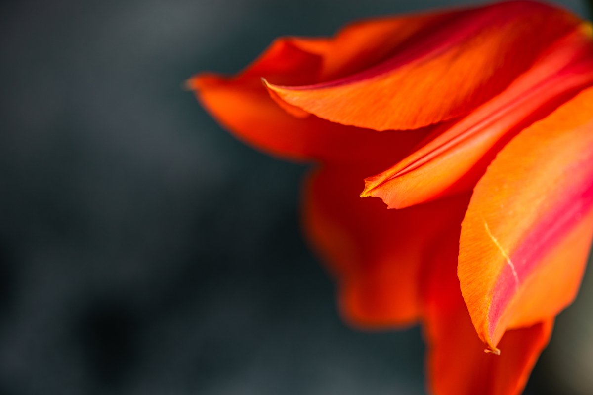 Beautiful tulip flowers bouquet example image 1