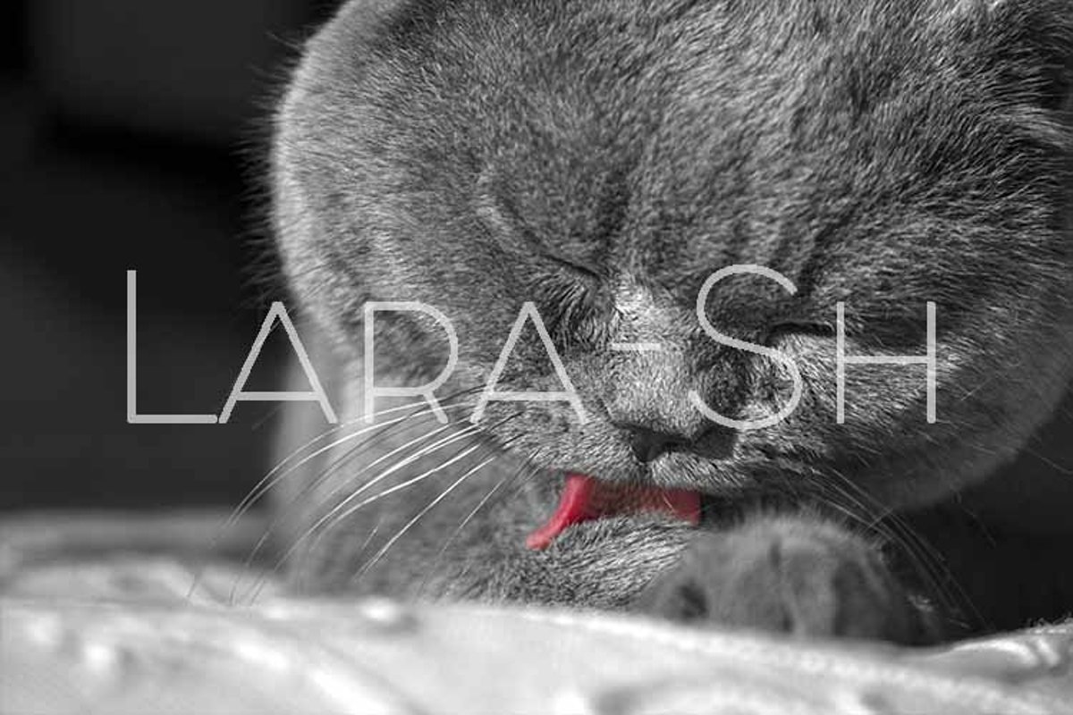British Shorthair cat licks language forepaw and paws. example image 1