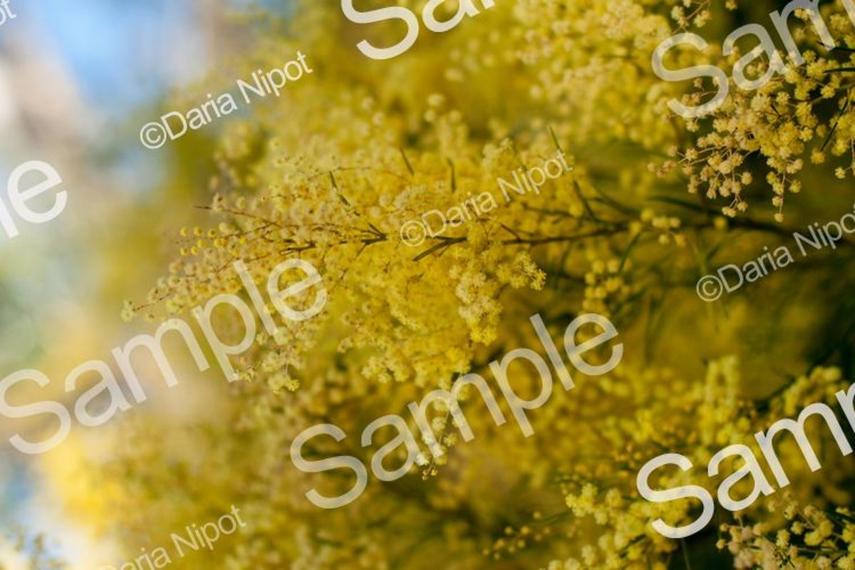 Wattle tree flowers. Mimosa. Acacia example image 1