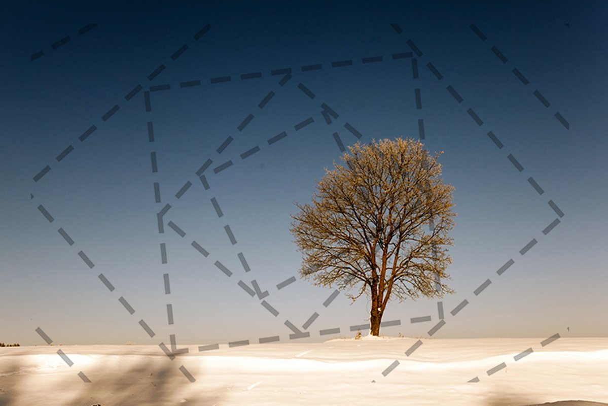 trees in winter example image 1