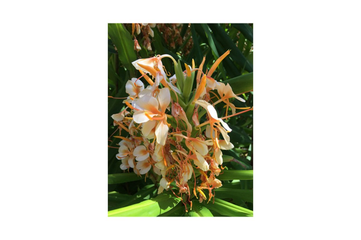 Photo of the flower of Grevillea Deua Gold plant example image 1