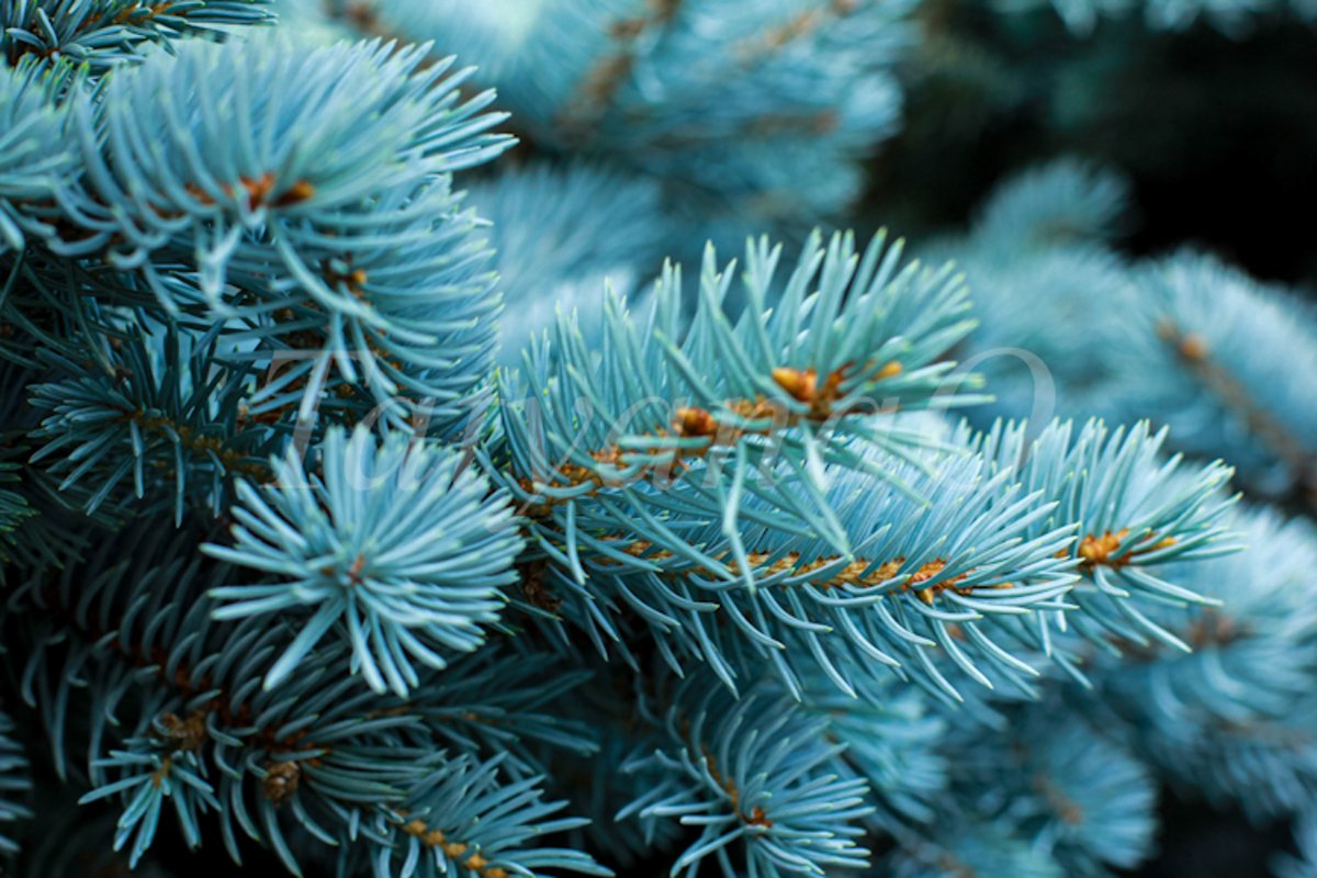 Blue spruce background. Coniferous tree. example image 1