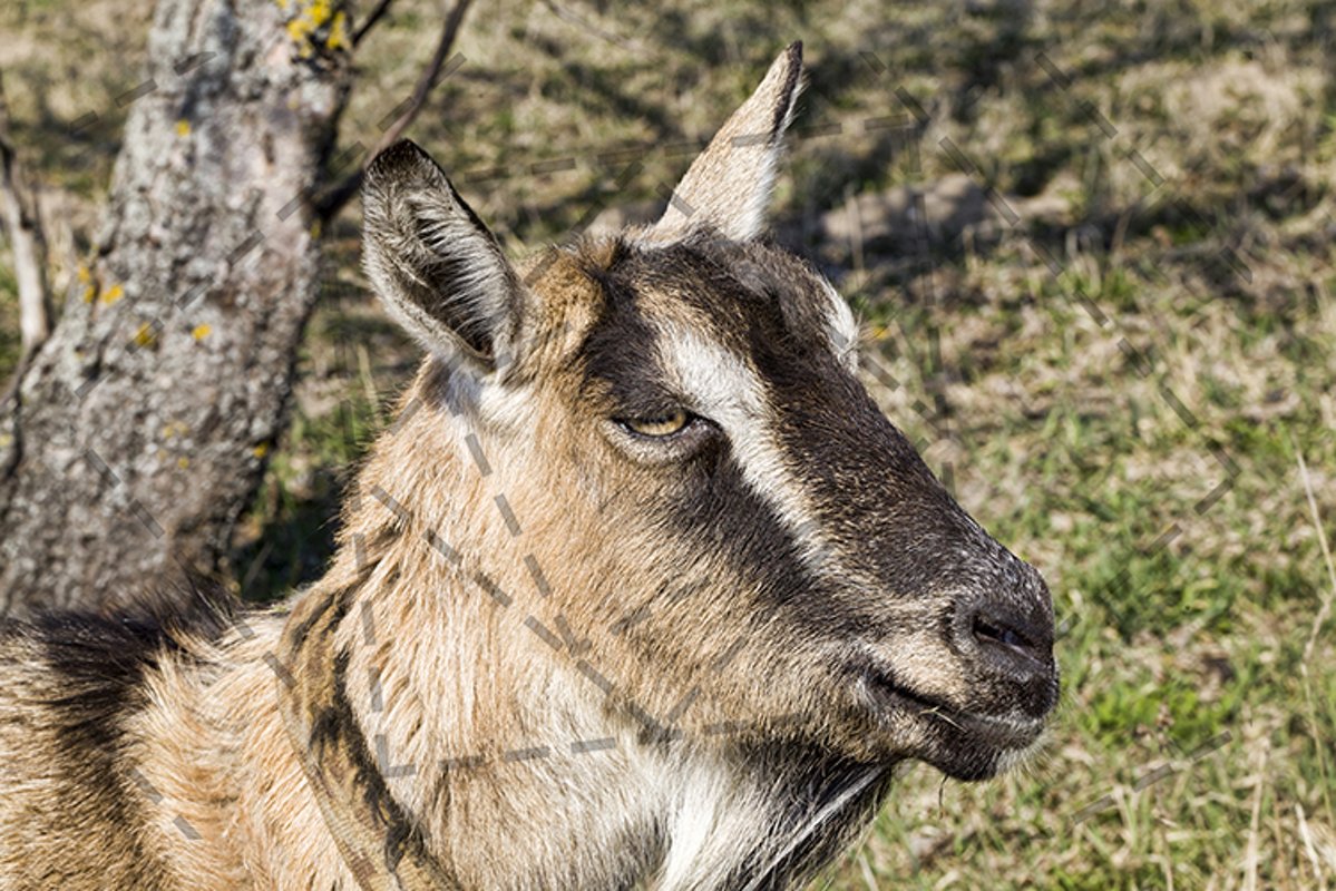 colorful goat example image 1