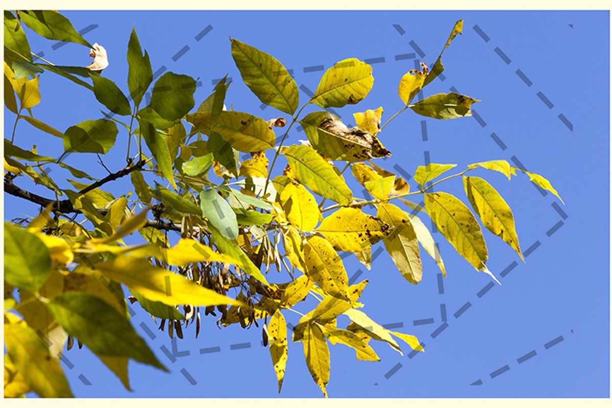 maple ash example image 1