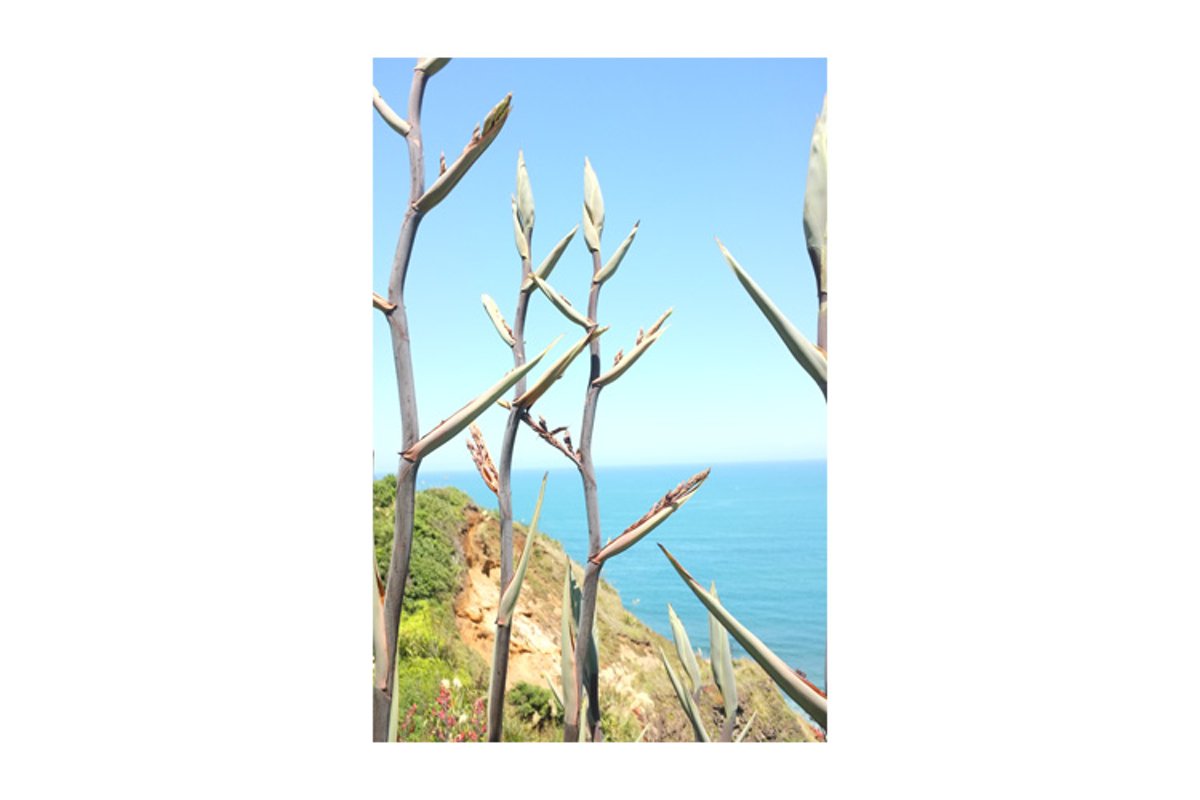 Photo of New Zealand flax or harakeke example image 1