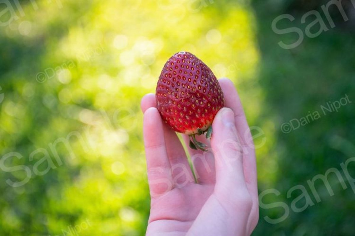 Hand holding ripe strawberry example image 1