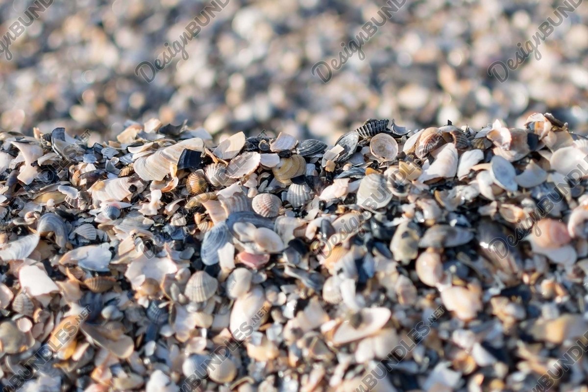 Stock Photo - Broken seashells on a beach example image 1