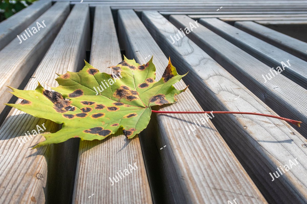Autumn maple leaf on striped wood background example image 1