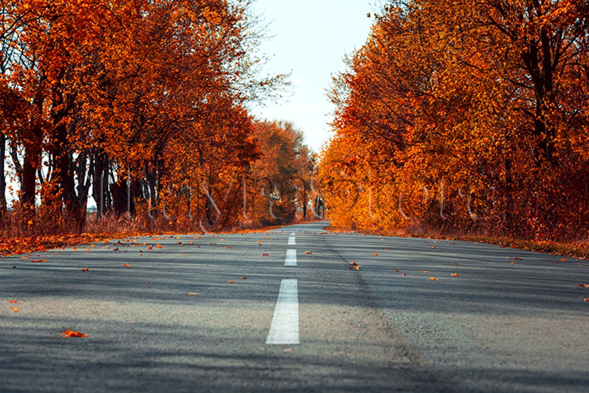 Empty asphalt road in autumn fall forest example image 1
