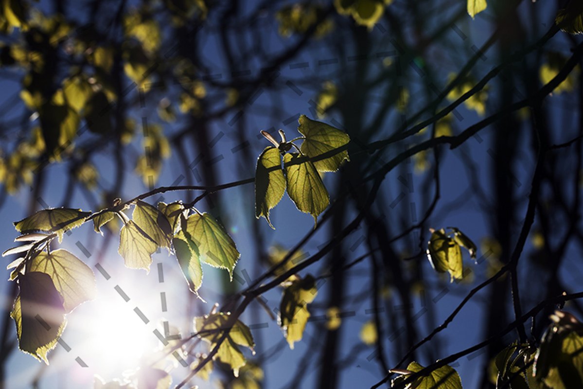 young spring linden foliage example image 1