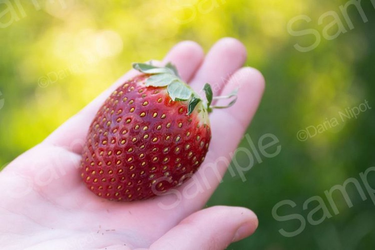 Hand holding ripe strawberry example image 1