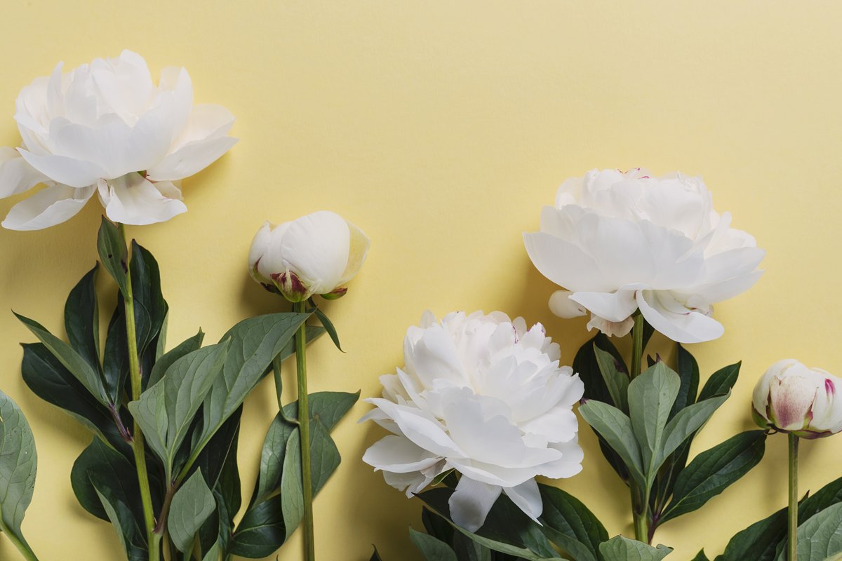 White elegant peony on the yellow background example image 1