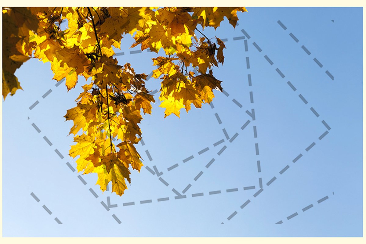 yellowed maple trees in autumn example image 1