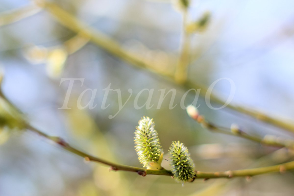 Willow branches with fluffy catkins, buds, flowers. example image 1