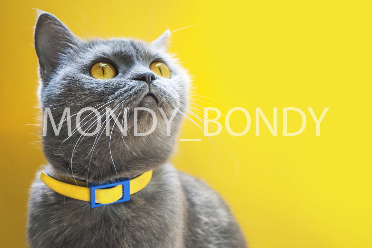 Scottish gray erect cat with bright yellow eyes example image 1