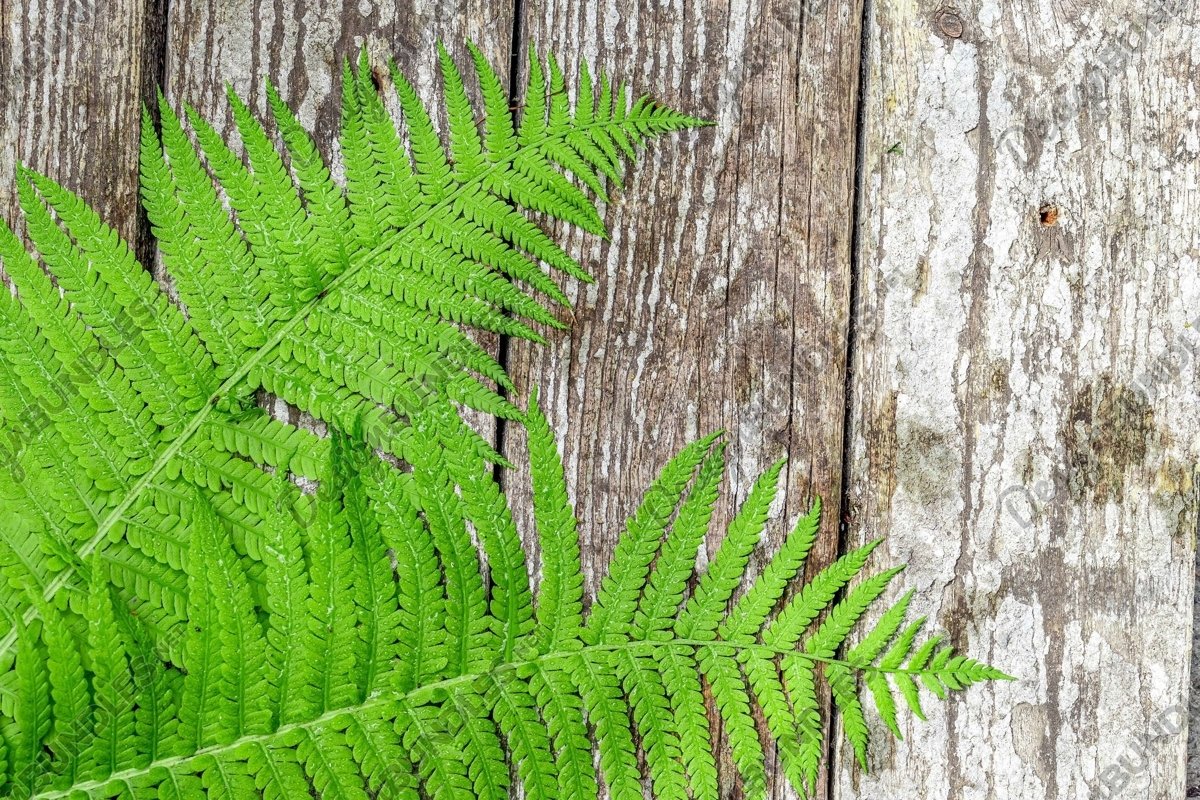Stock Photo - wood texture and with green leaf decoration example image 1