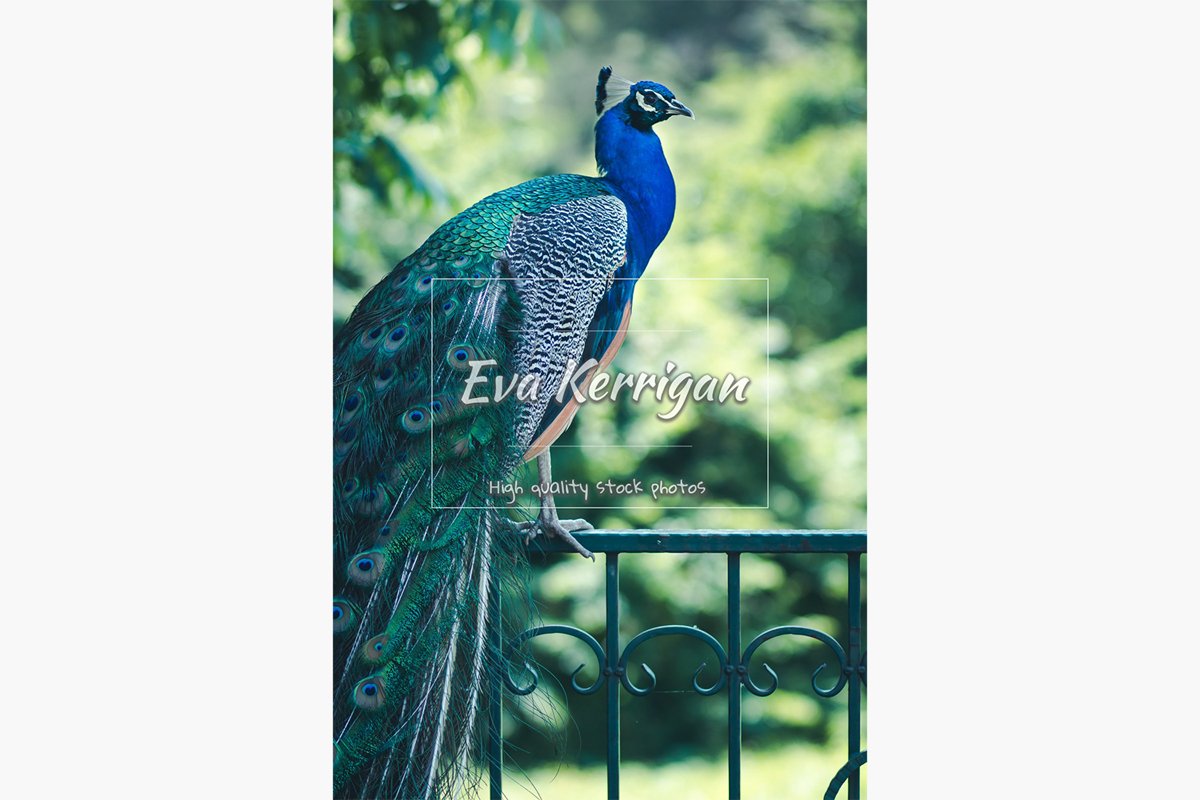 A beautiful peacock with a green tail and a blue breast. example image 1