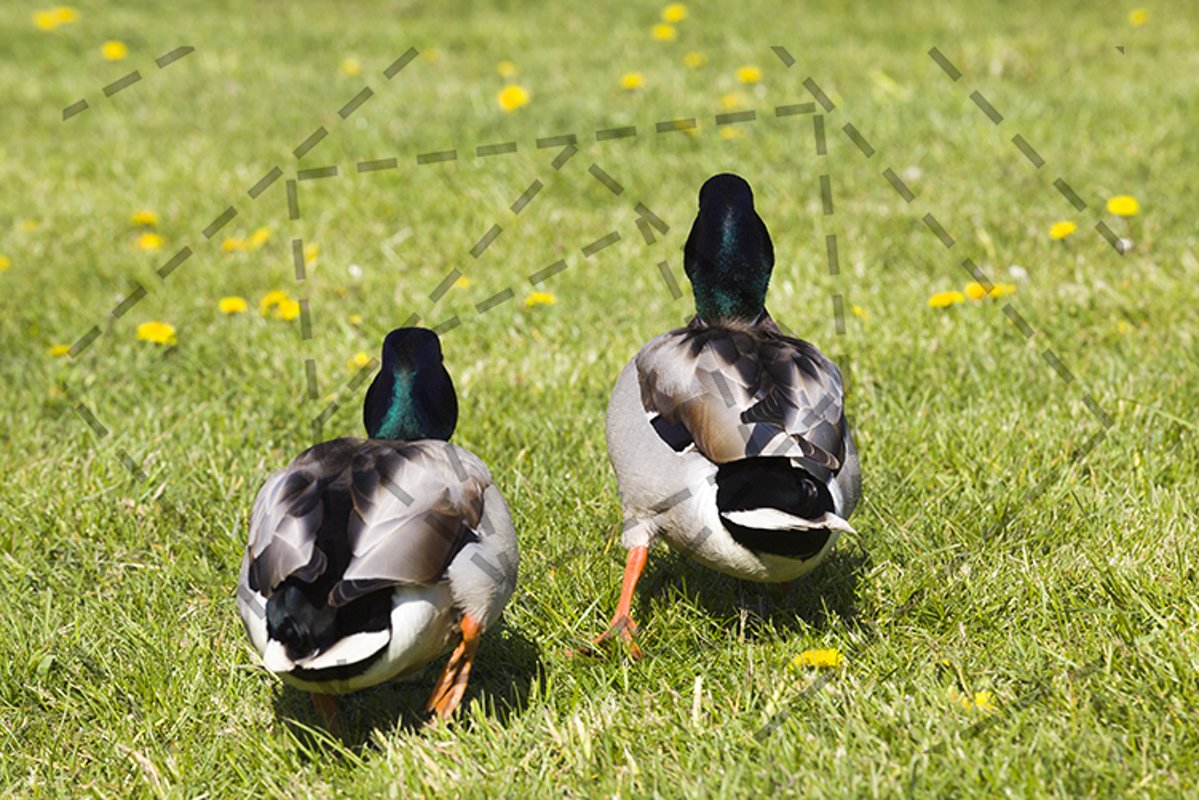 Leaving duck example image 1