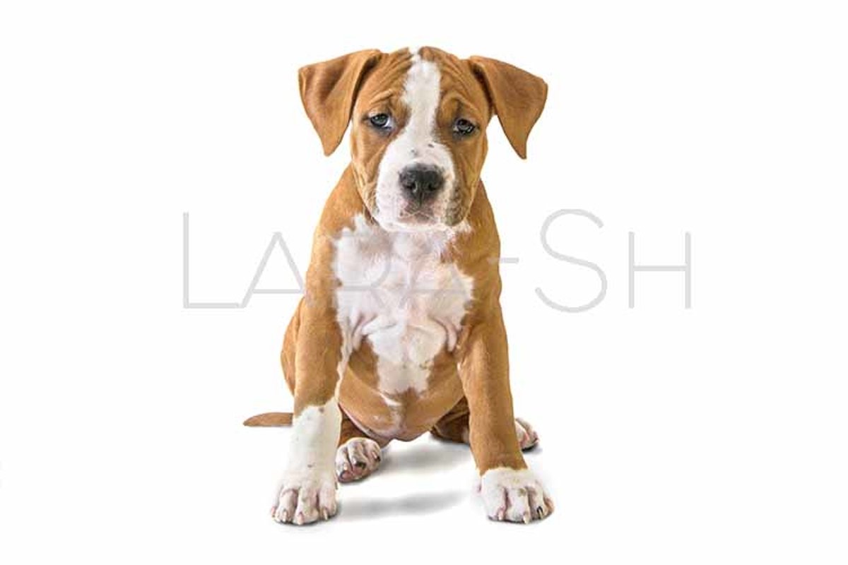Pretty puppy, cute dog American Staffordshire Terrier example image 1