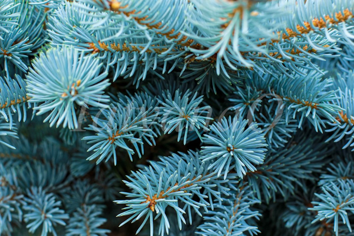Blue spruce background. Coniferous tree. example image 1