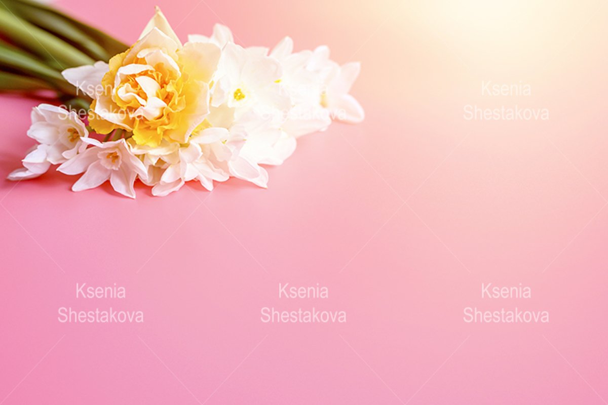 bouquet flowers narcisses in full bloom on a pink background example image 1