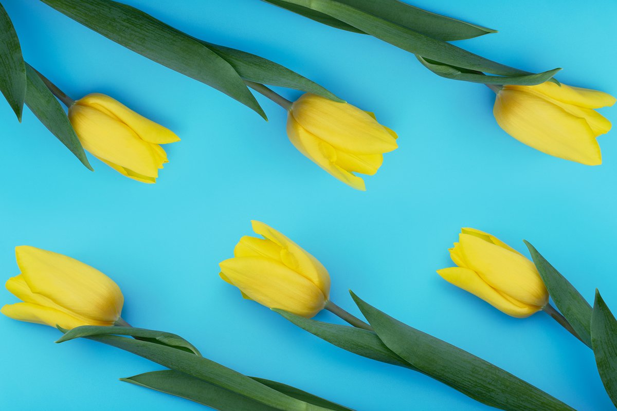 Yellow tulips on blue background. example image 1
