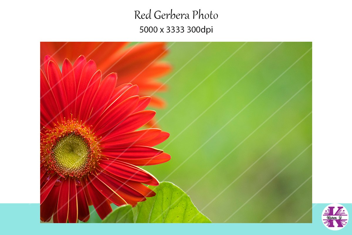 Red Gerbera Stock Photo example image 1