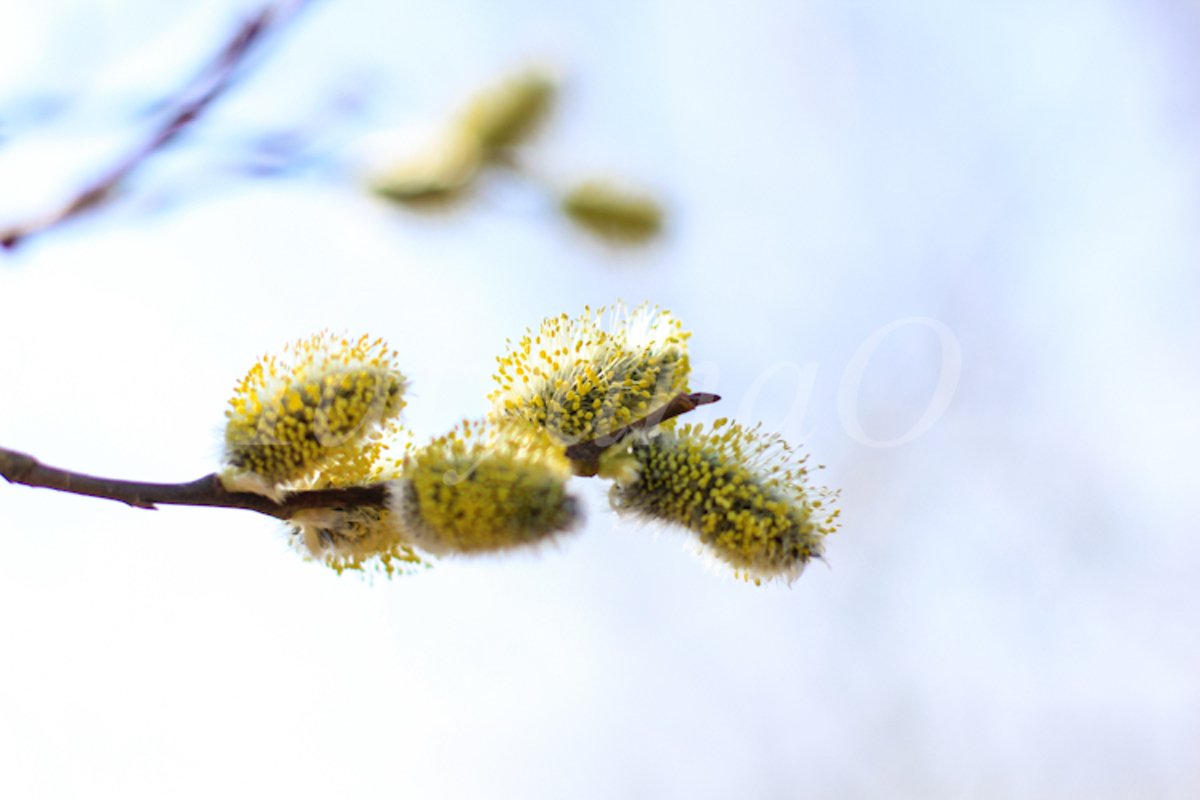 Willow branches with fluffy catkins, buds, flowers. example image 1