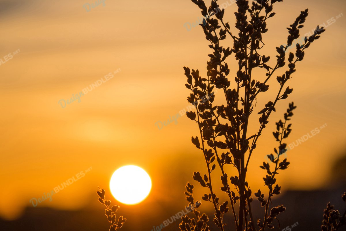 Weed Silhouette at Sunset example image 1