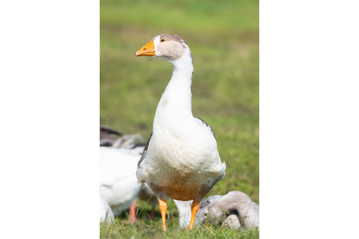 goose on grass example image 1