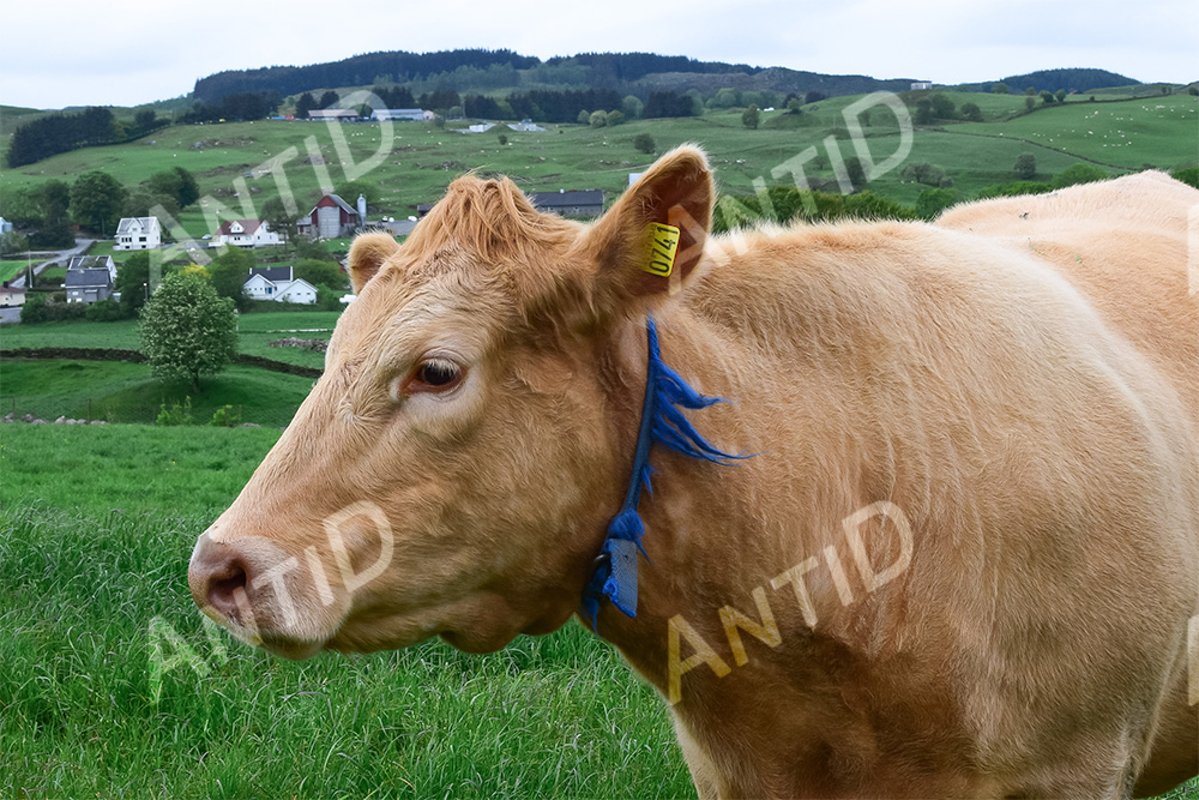 Cow graze on a green pasture. example image 1